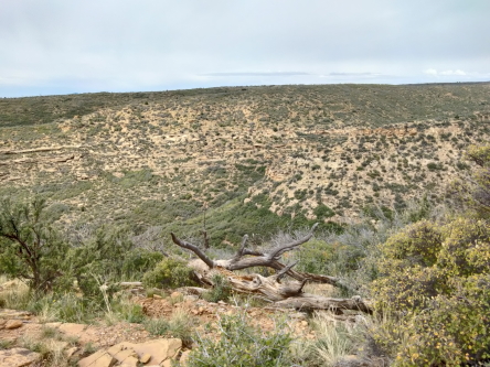 hill partially covered in growth and a dead branch