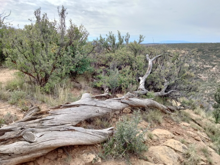 growth and and a dead branch