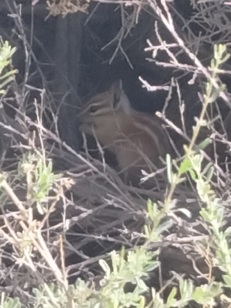 squirrel in bush