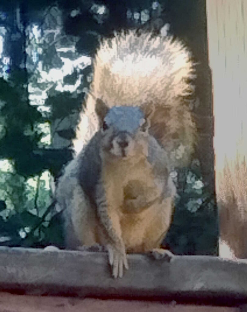 Squirrel